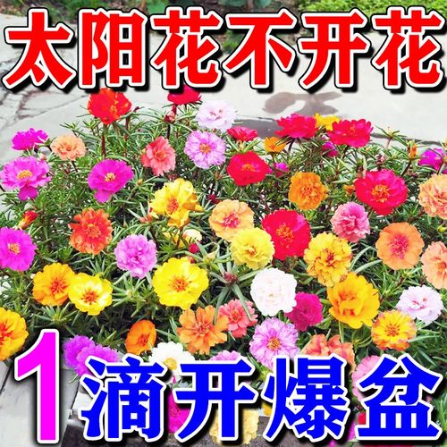 专治太阳花不开花慢营养液高效专用防黄叶落叶掉苞促开花液体肥料