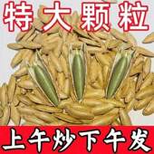 南瓜子2024新货新疆特产官方旗舰店生南瓜籽原味炒熟大颗粒椒盐味