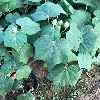 木芙蓉 芙蓉树苗 重瓣醉芙蓉花苗 三醉芙蓉变色耐寒室内外绿化当