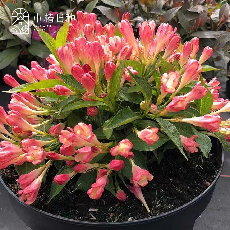 小椿日和 锦带粉桃子 花期长灌木耐热耐晒耐寒庭院阳台盆栽绿植