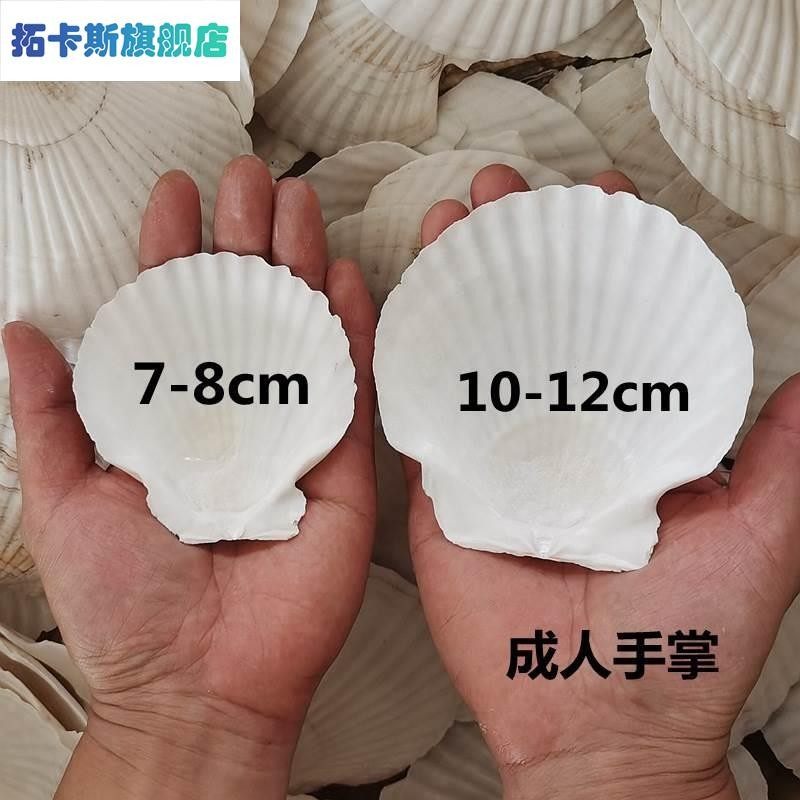 扇贝壳烧烤用蒜蓉粉丝手工白红色大小蒸夏威夷半壳大托盘贝壳包邮