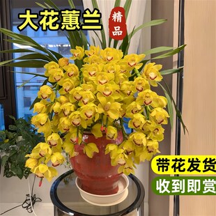 大花蕙兰盆栽带花苞年宵花办公室客厅摆I件室内外惠兰植物送礼佳