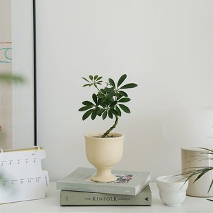 植物私生活 桌面鹅掌藤鸭脚木 室卧室情绪氛围新手好养小盆栽