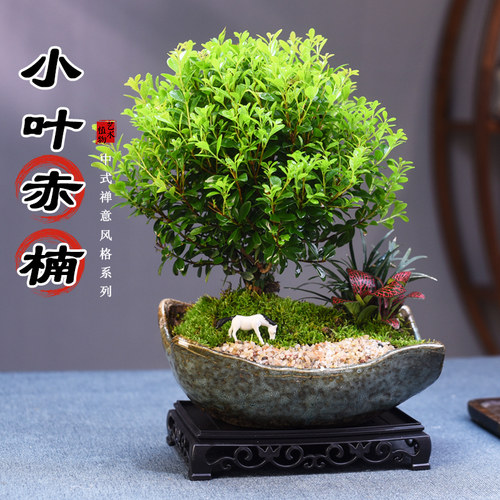 小叶赤楠盆景植物室内室茶室观叶中式盆栽绿植四季好养