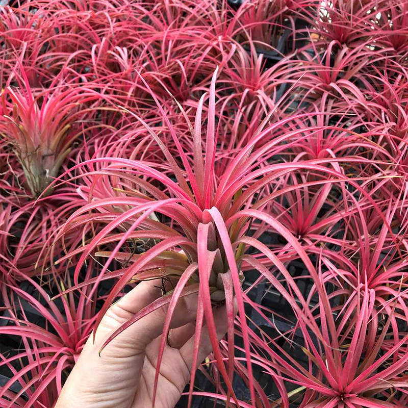 空气凤梨植物 型品种 维多利亚精灵绿植盆栽花草