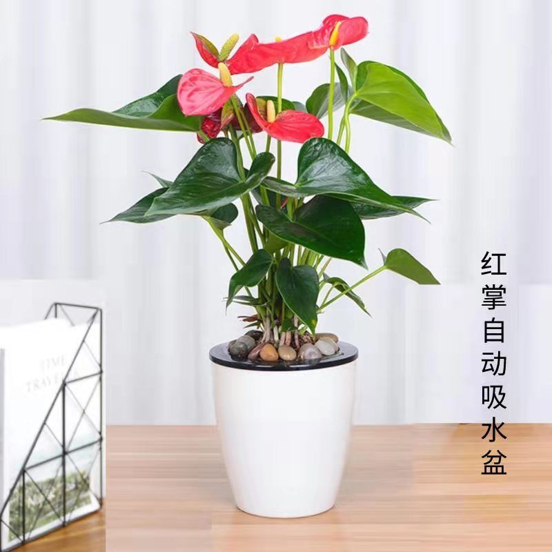 红掌观赏绿色植物盆栽花卉室开花桌四季好养配送