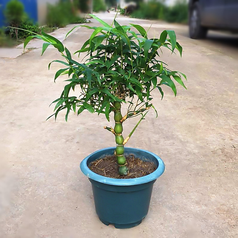 佛肚竹罗汉竹苗竹佛肚竹盆景花卉佛肚竹苗佛肚竹盆栽植物