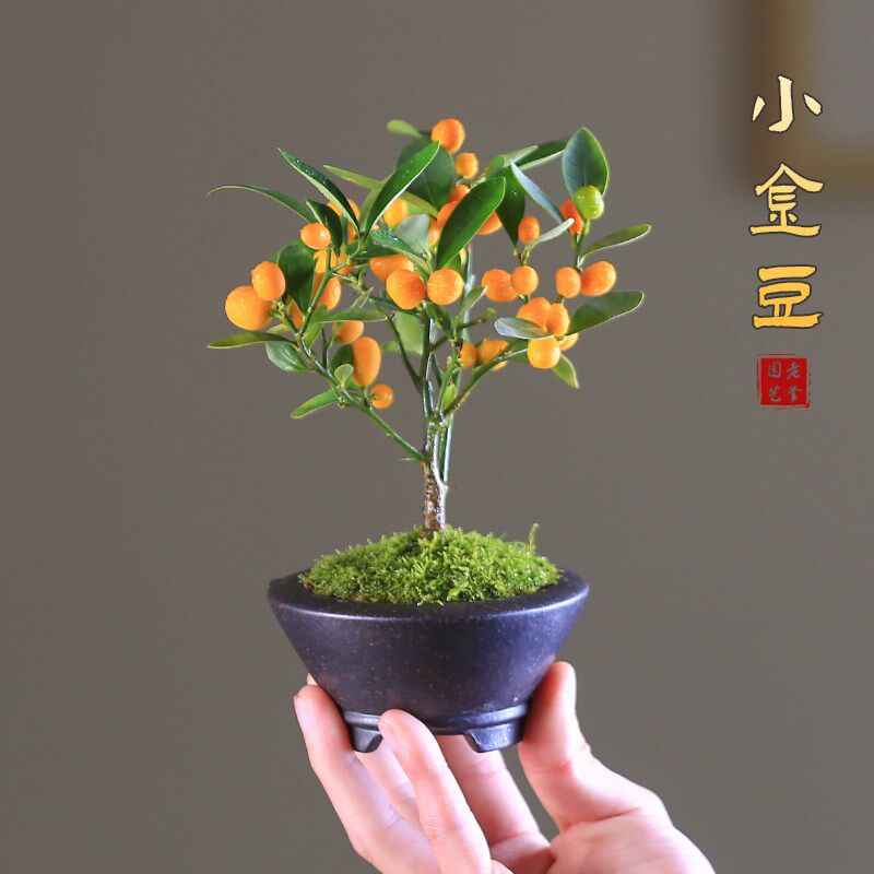 迷你小金豆盆栽新年耐寒植物绿植室花卉果树盆景