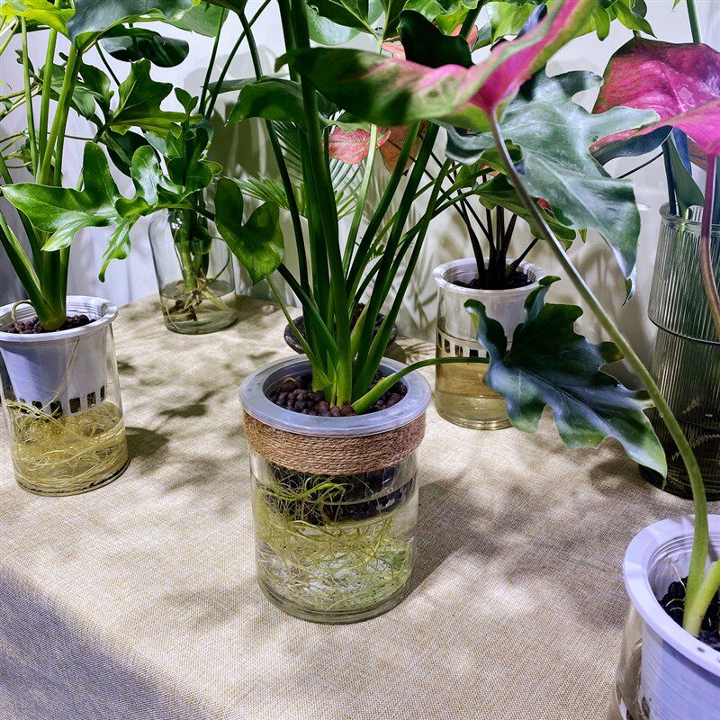 春羽水培植物龟背竹玻璃瓶花瓶花盆透明直筒客厅植物定植篮花瓶