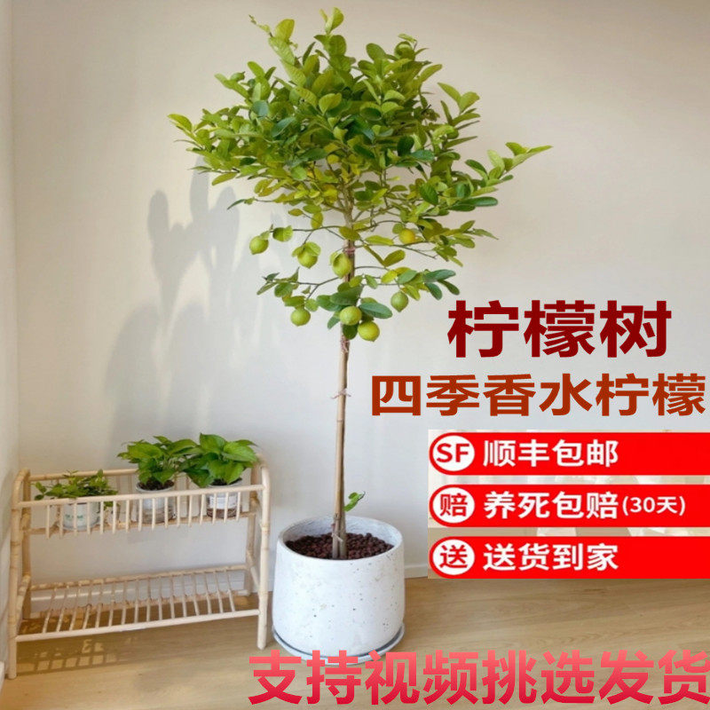 香水柠檬树苗盆栽带果可食用客厅绿植大型植物庭院阳台四季开花卉