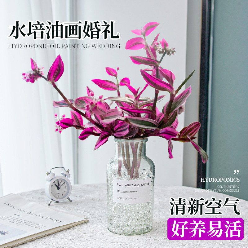 油画婚礼吊兰多肉植物绿植盆栽盆景老桩水培水养小苗花卉摆件插花