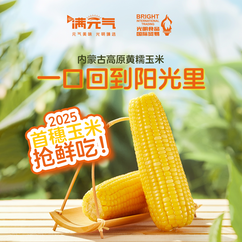 2025头茬内蒙古高原黄糯玉米首穗玉米抢鲜吃新鲜糯玉米8根装