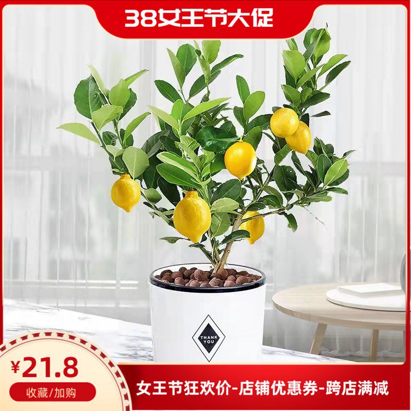 四季绿植香水柠檬树盆栽植物室内带果树苗阳台客厅好养花卉卧室