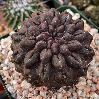 雷头玉稀有品种自根仙人球进口仙人掌科盆栽多肉植物花卉无刺奇趣