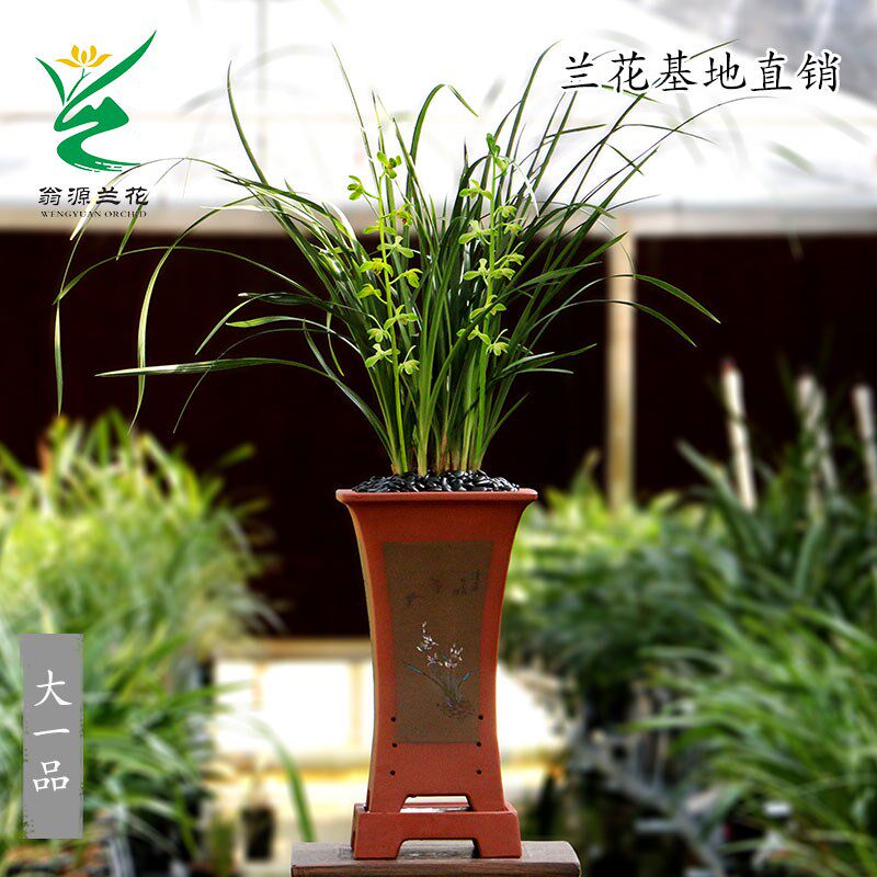 喜花里兰花苗九华蕙兰老种大一品开花浓香型好养室内绿植花卉盆栽