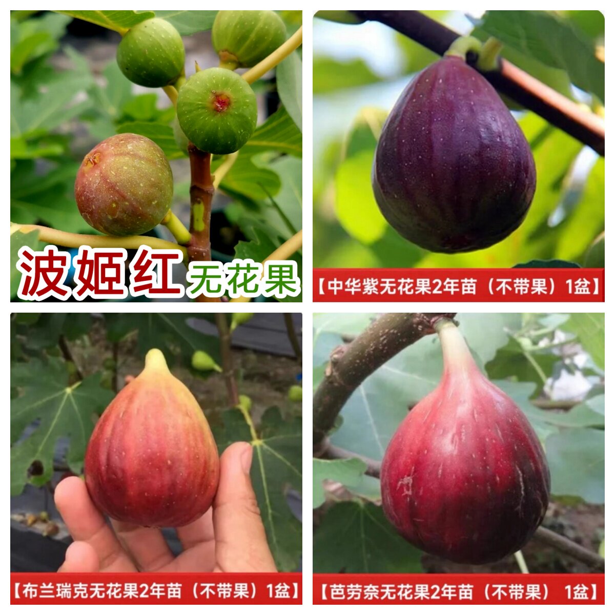 对版无花果芭劳奈中华紫布兰瑞克斯特拉无花果盆栽苗 果树苗 盆栽