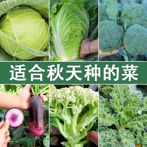 秋天的菜苗白菜苏州青甘蓝花菜西蓝花芹菜蔬菜苗南方北方盆栽地栽
