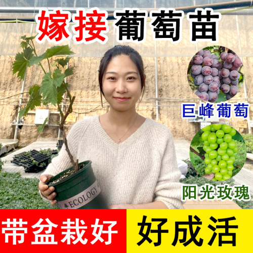 阳光玫瑰超甜巨峰葡萄苗四季种植盆栽地栽种盆栽巨峰葡萄苗