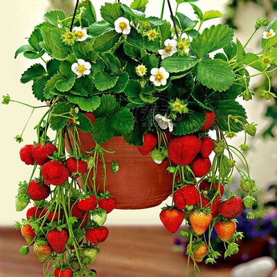 草莓苗大全四季草莓苗红颜香野真红美玲盐莓黑珍珠穴盘苗盆栽苗