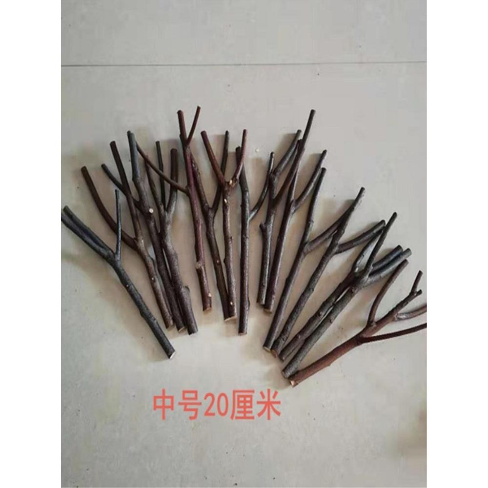 幼儿园手工自然捆绑装饰树枝开发智能DIY插花树皮木棒干树枝