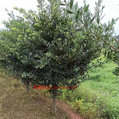 竹柏树苗驱蚊树盆景苗四季绿植老树桩平安竹意O寓美好净化空气绿