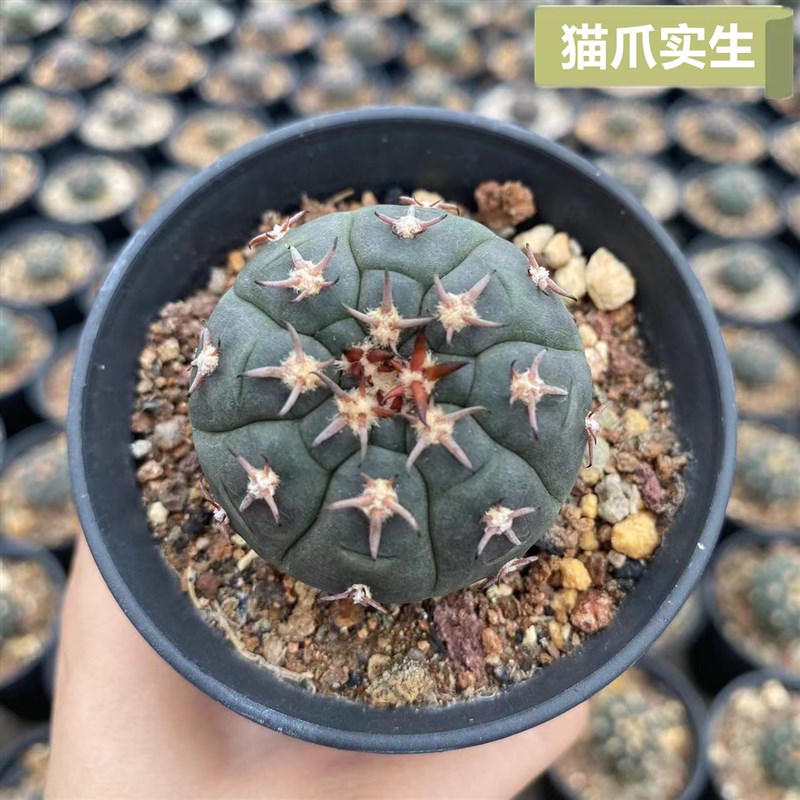 猫爪仙人球实生萝卜根稀有品种精品贵货多肉植物盆栽仙人掌花卉