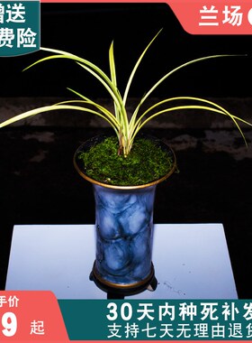 中透艺兰草花木兰兰花盆栽植物名贵建兰高档兰花苗带花苞大众国兰