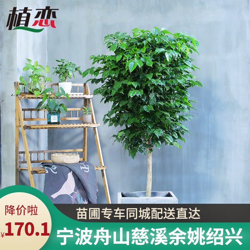 绿宝幸福树盆栽 室内植物书房客厅大型绿植盆景开业送礼 宁波同城