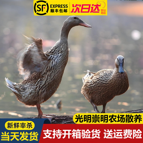 光明崇明农场散养3年老鸭青年鸭
