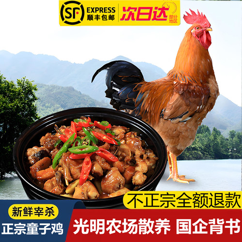 光明生态农场散养未打鸣童子鸡