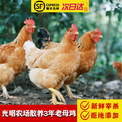 顺丰包邮光明农场三年散养老母鸡
