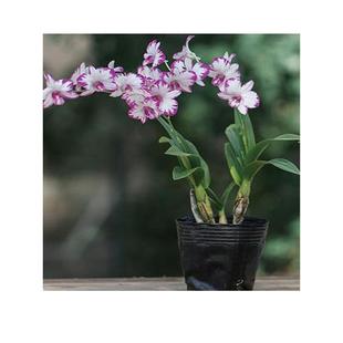 带花苞泼墨石斛盆栽秋石斛日本白泼墨石斛兰花洋兰办公室绿植包邮