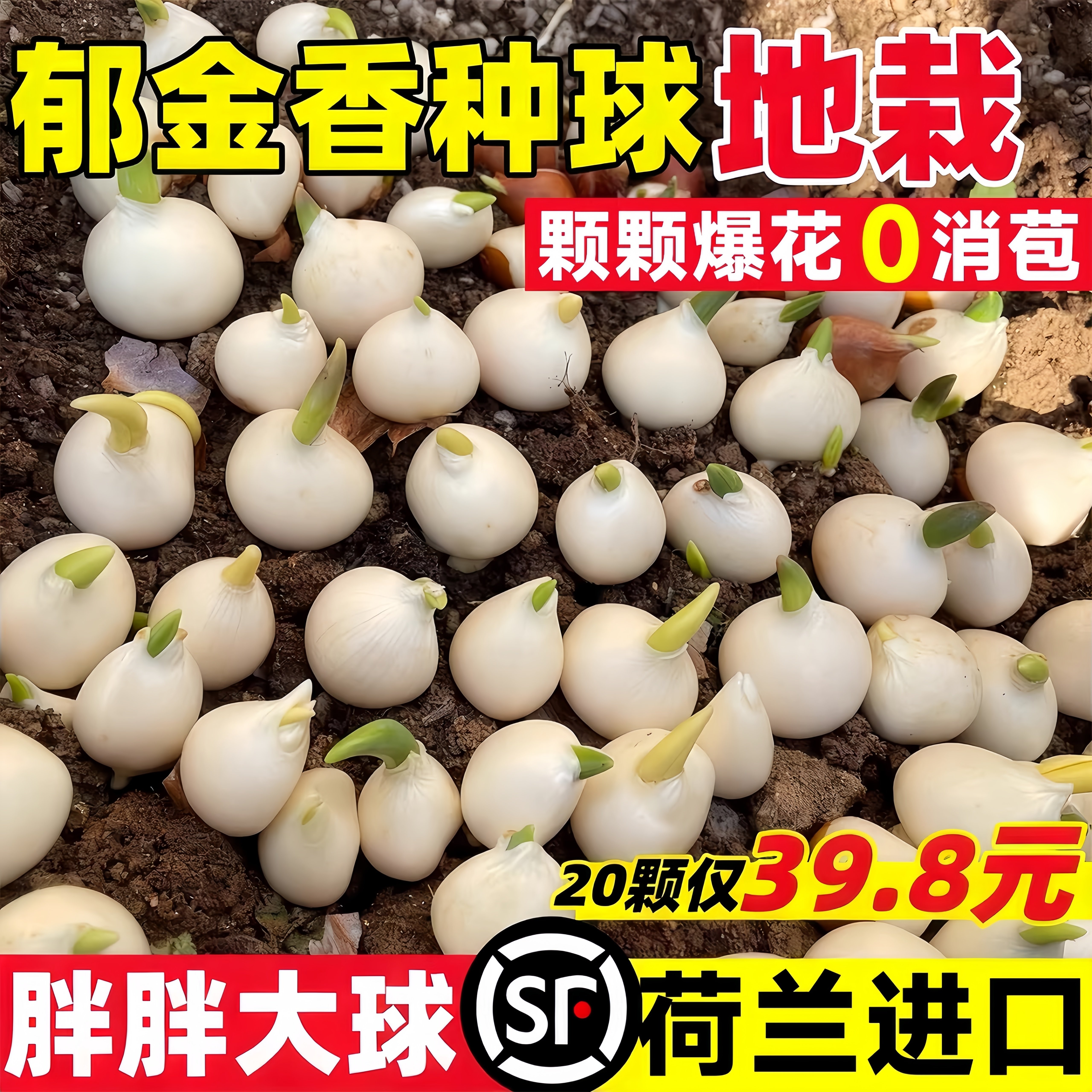 【进口】郁金香特大种球地栽图片