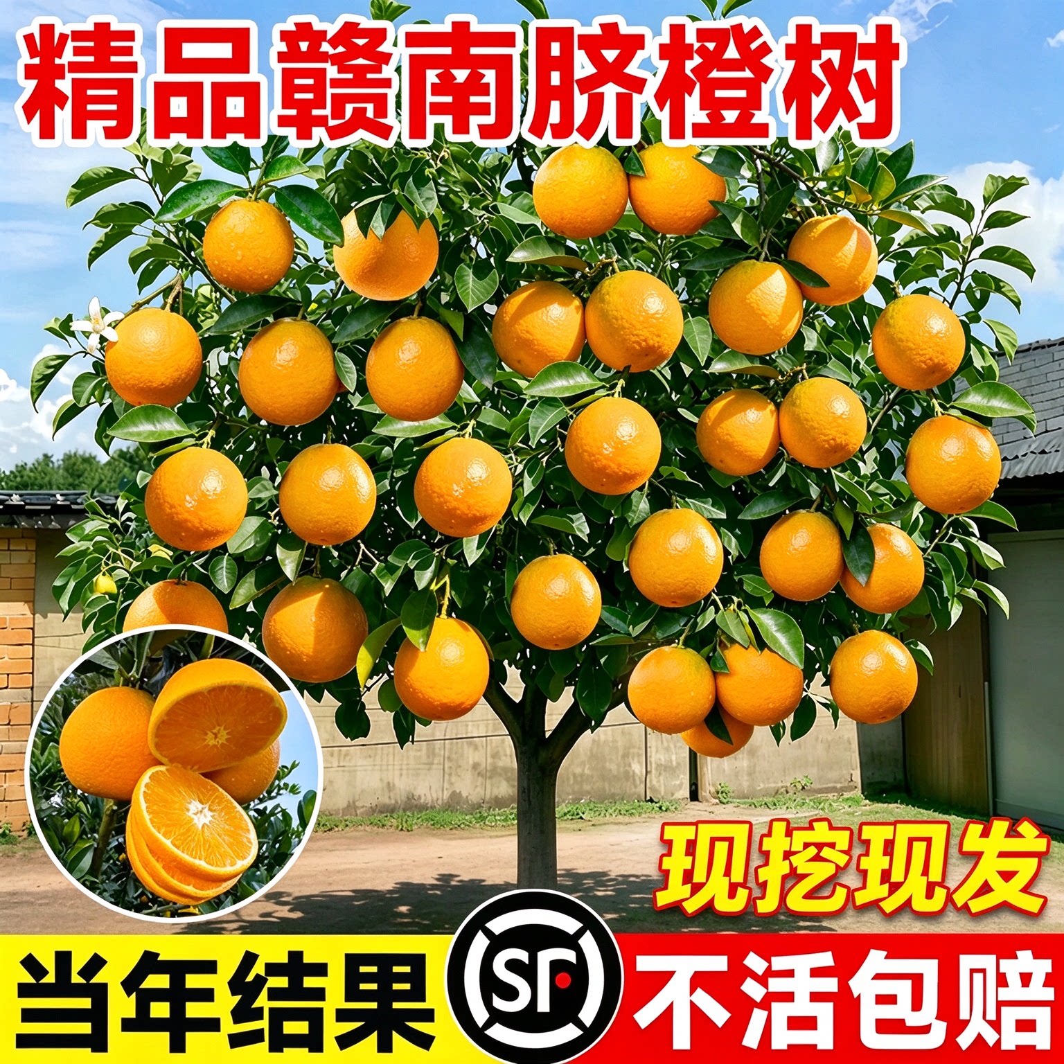 正宗赣南脐橙特大树苗果冻橙子水果树嫁接砂糖橘果苗当年结果盆栽