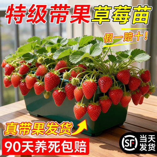 草莓苗秧盆栽四季奶油草莓秧苗