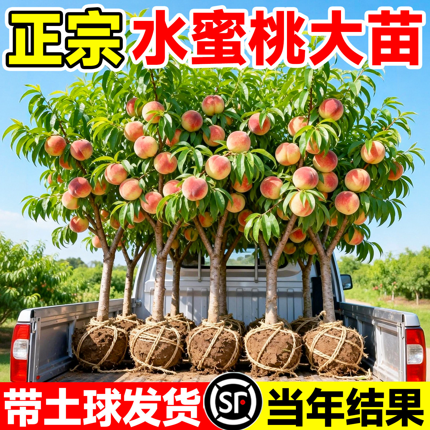 正宗阳山无锡水蜜桃果树苗嫁接黄桃树苗南方北方种苗桃子树水果苗图片