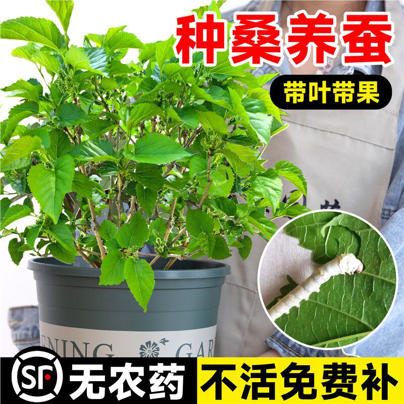 桑树活苗桑叶树苗盆栽养蚕食用大叶桑葚室外庭院南北方四季种绿植图片