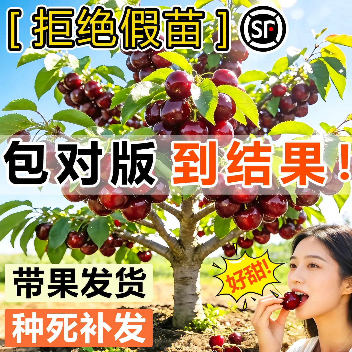 车厘子树苗正宗樱桃树带土球庭院矮化特大嫁接盆栽南北方种植果树