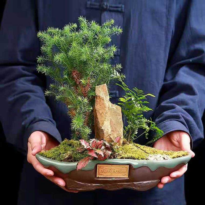 紫砂粗陶素烧绿植物花盆瓦盆控根盆多肉花盆哥窑复古陶瓷盆栽