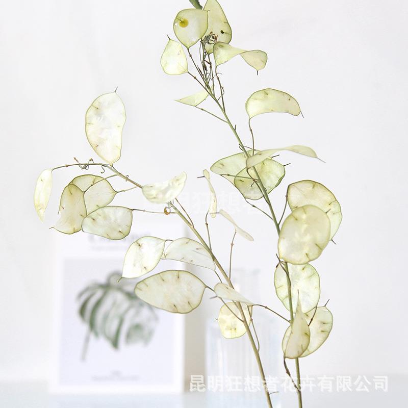 狂想者新品银扇干花ins风插花民宿复古宅寂风家居装饰