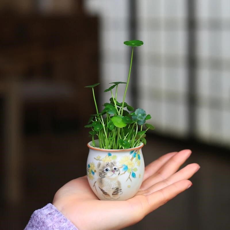 可爱铜钱草高品质水培小植物好看室内花卉盆栽桌面办公室迷你绿植
