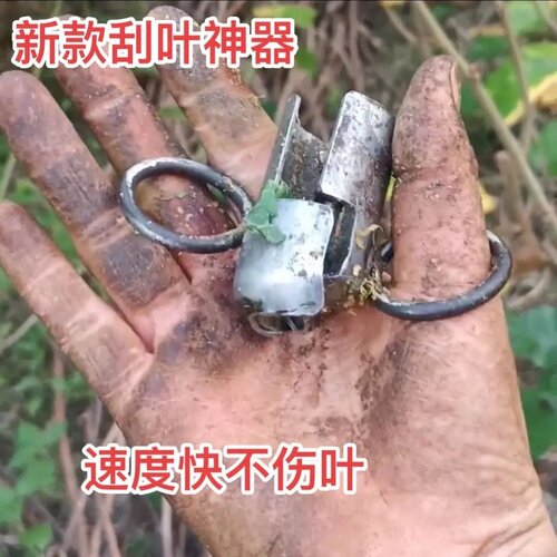 摘桑叶器刮桑叶器方格簇快捷刮叶