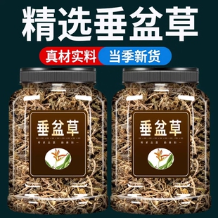 垂盆草中药材狗牙草瓜子草狗牙瓣草正宗非野生垂盆草泡茶新鲜干货