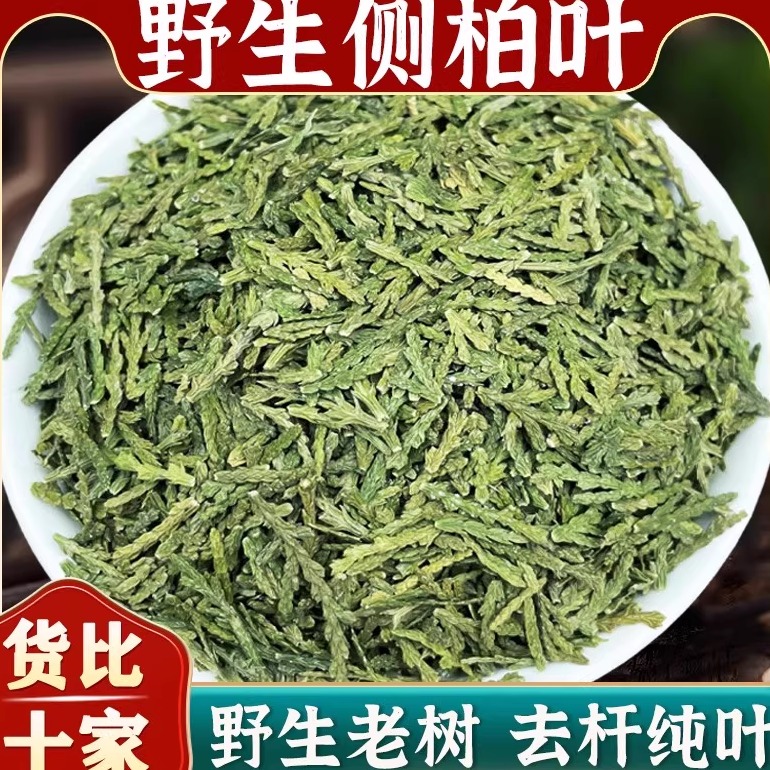 野生侧柏叶新鲜现采晒干阴干颗 粒侧柏叶粉洗头粉扁柏熬水洗头发