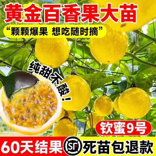 百香果树果苗黄金钦蜜9号大苗