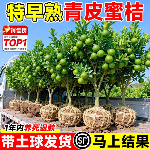 早熟无核青皮蜜桔嫁接苗当年结果