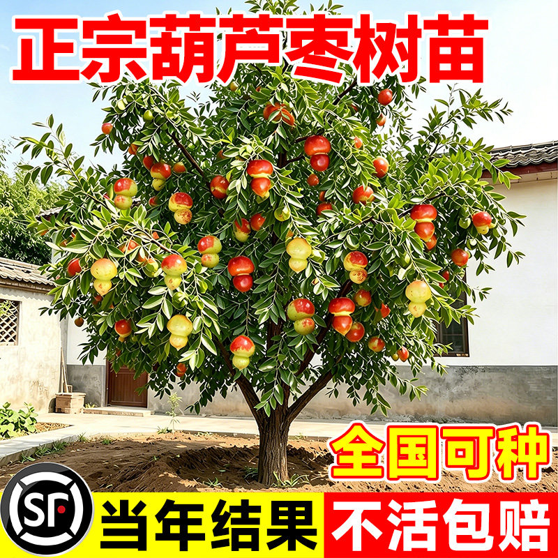 正宗特大葫芦枣树苗当年结果图片