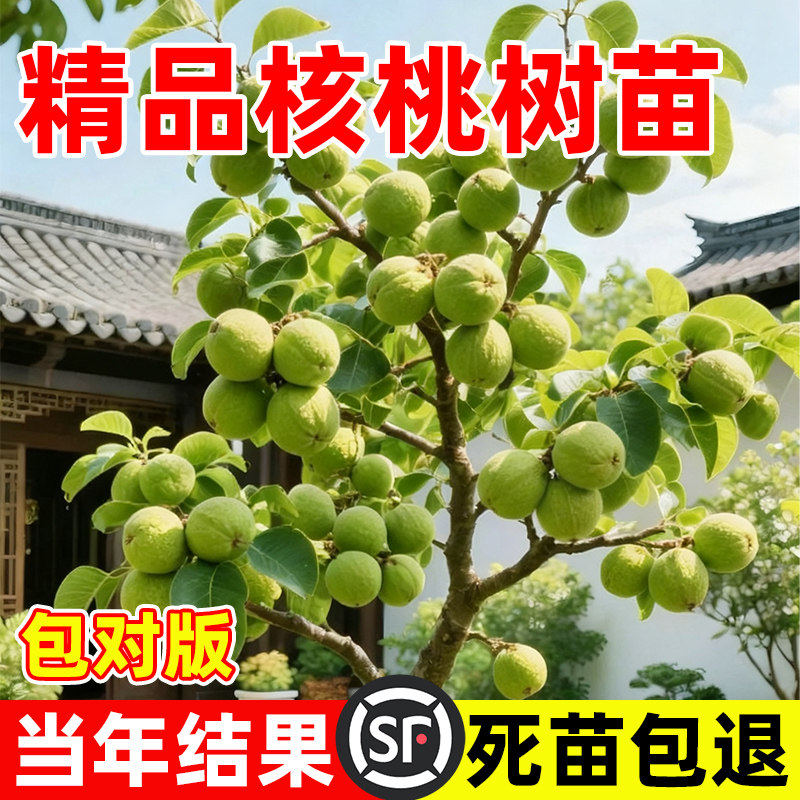 纸皮核桃嫁接矮化盆栽当年结果图片
