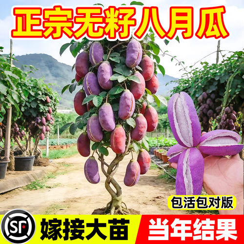 无籽八月瓜嫁接盆栽苗当年结果