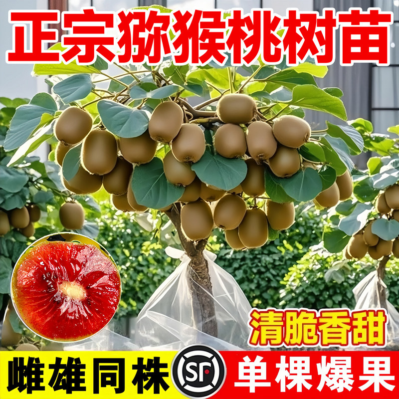 徐香猕猴桃苗雌雄同株嫁接南北通图片